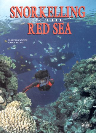Snorkelling in the Red Sea